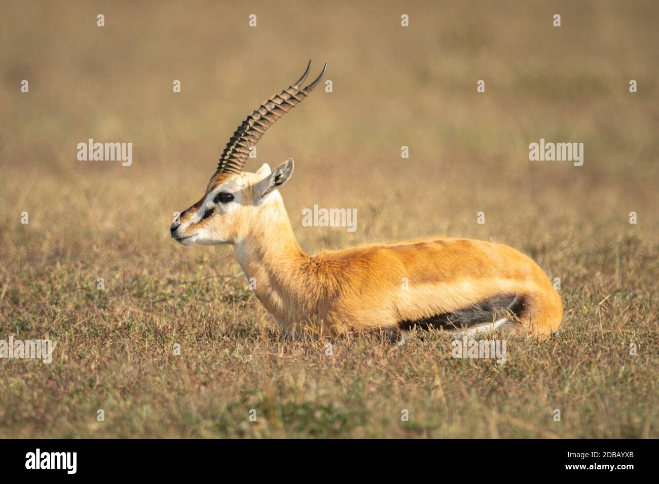 Thomsons gazelle on the african savanna hi-res stock photography and ...