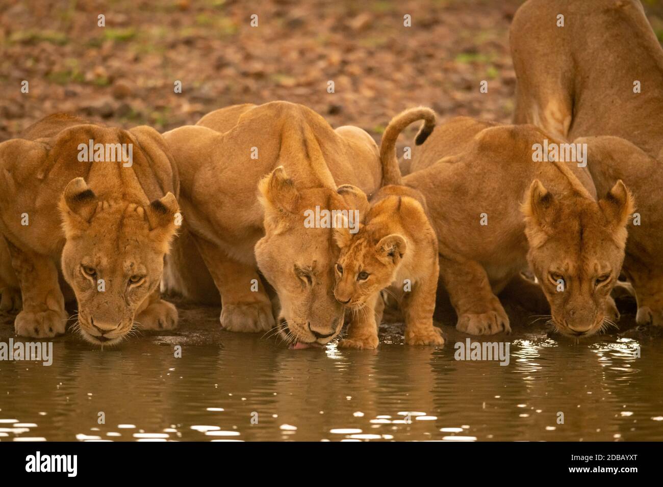 Three lionesses lie drinking water with cub Stock Photo