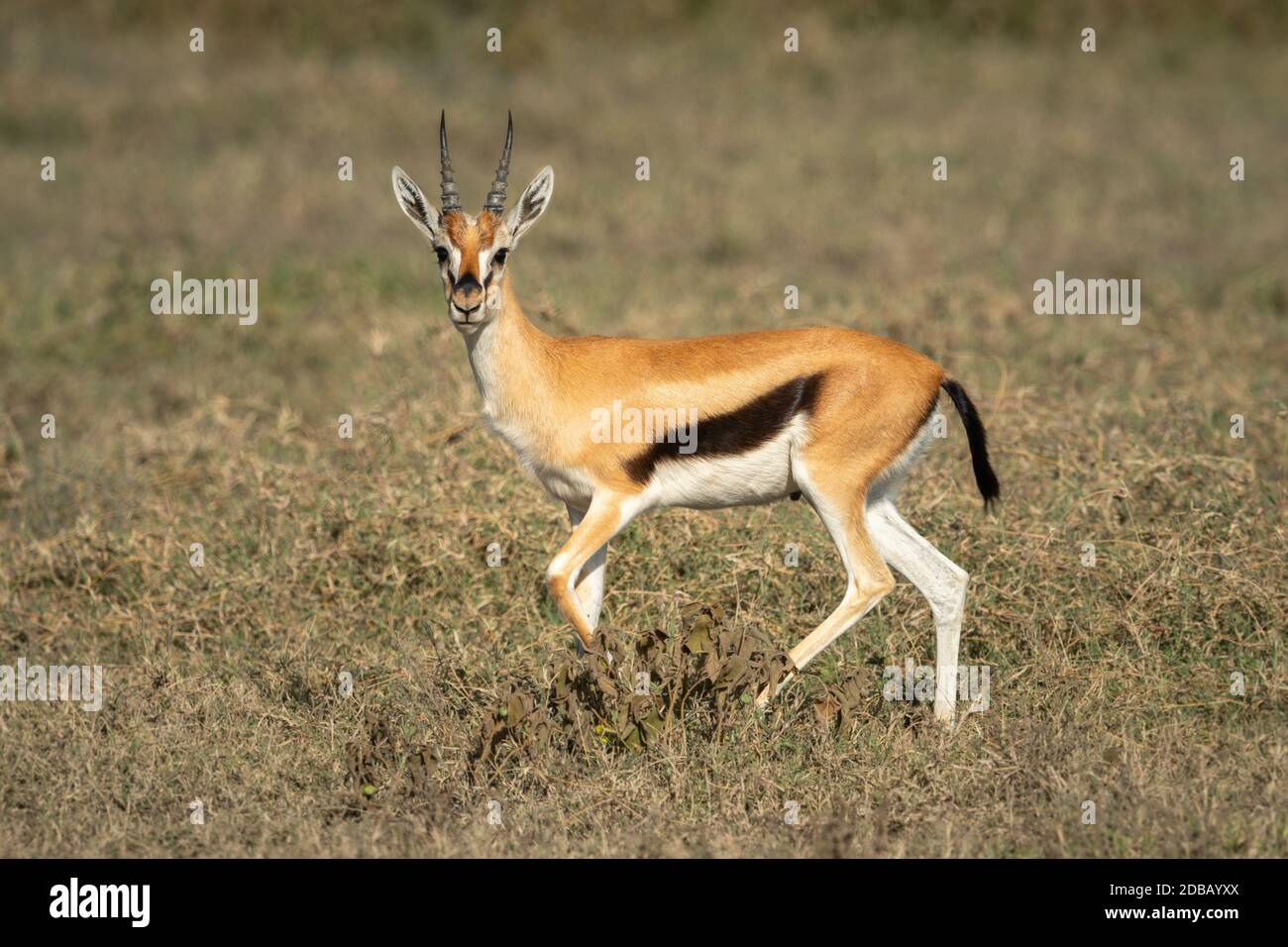 Gazelle running hi-res stock photography and images - Alamy