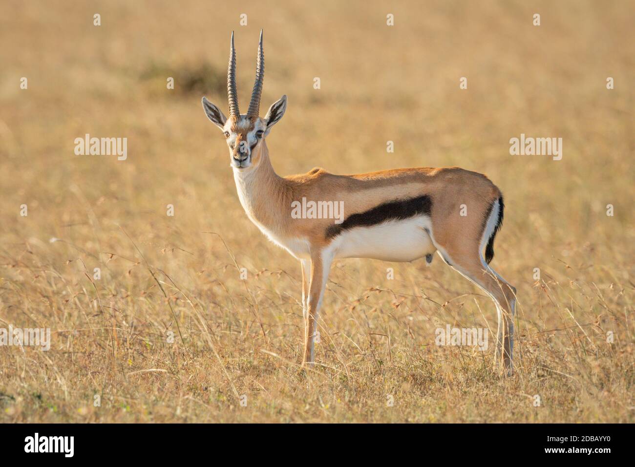 Thomson gazelle stands eyeing camera in grass Stock Photo - Alamy