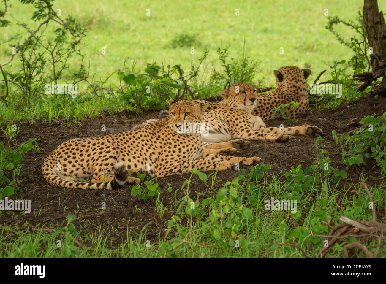 Three male cheetah lying down in shade Stock Photo - Alamy