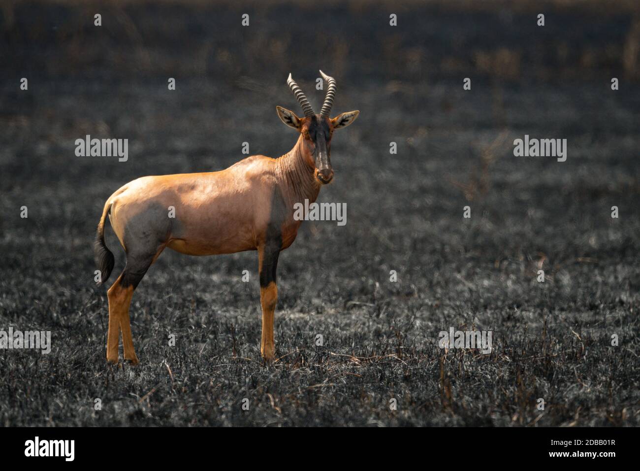 Topi stands eyeing camera in burnt grassland Stock Photo