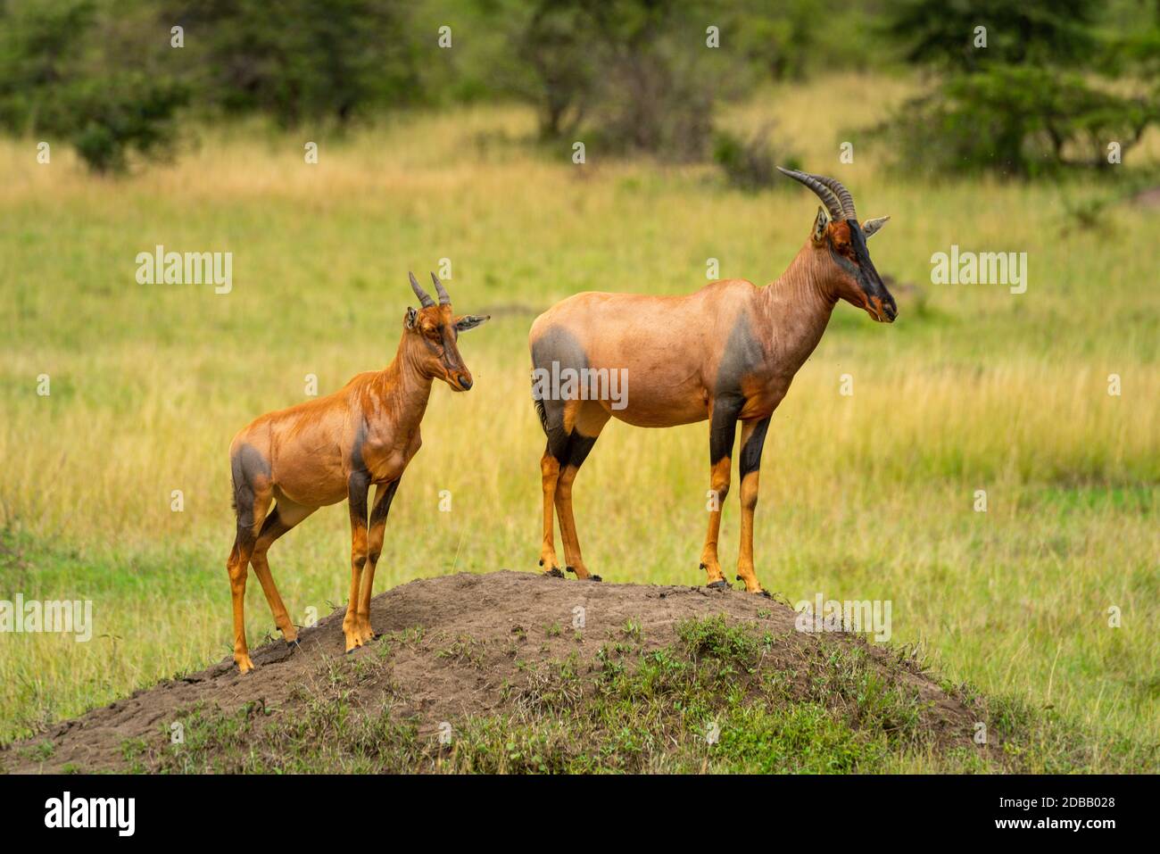Topi stands on dirt mound with calf Stock Photo
