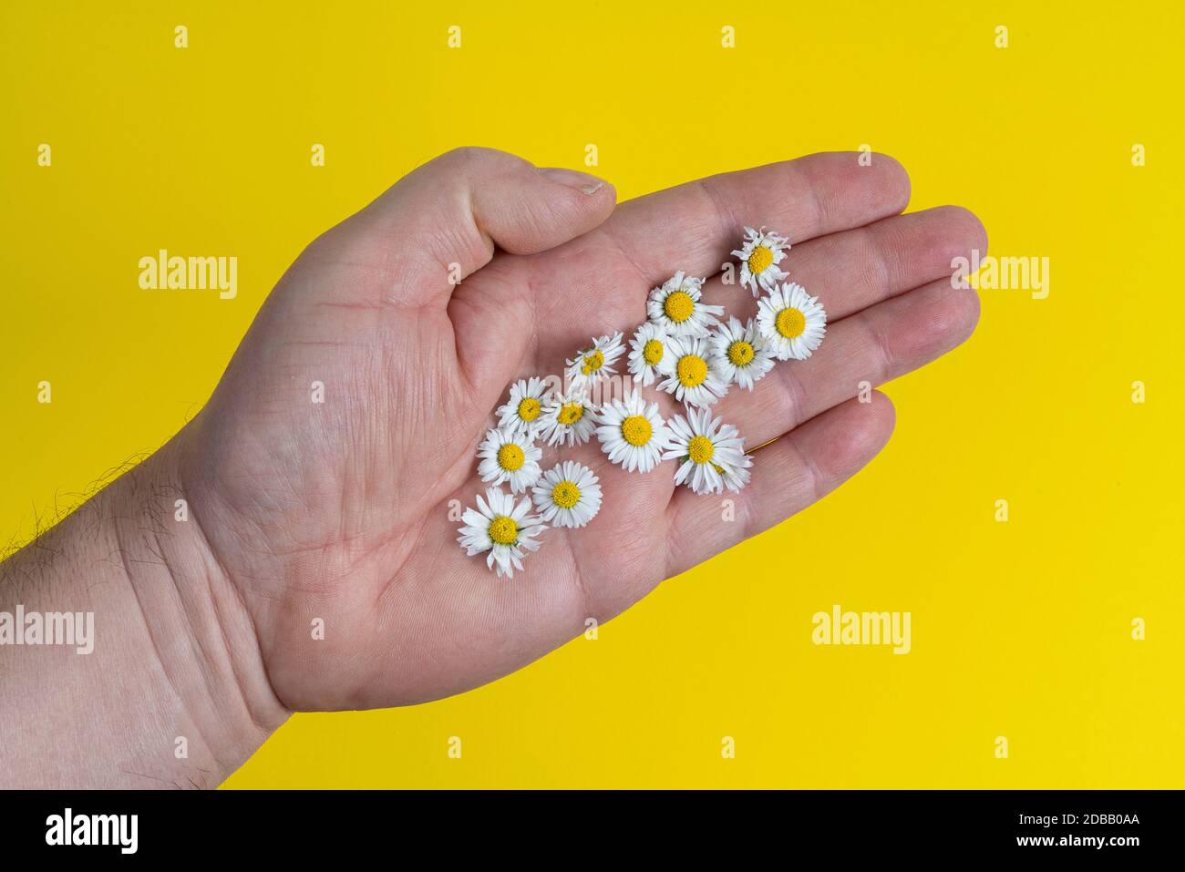 some daisies in a hand above on a yellow surface Stock Photo