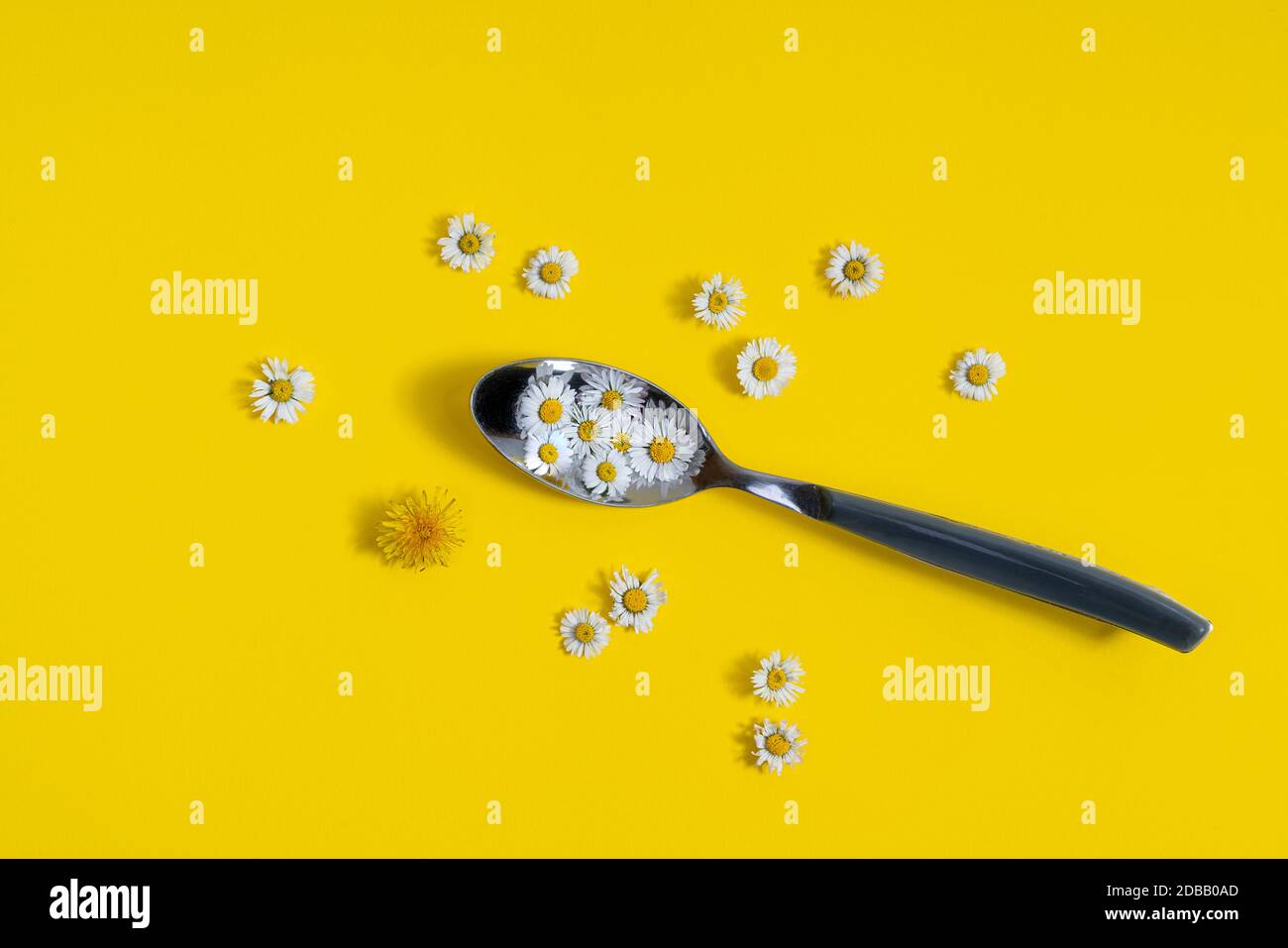 some daisies in the spoon and scattered on a yellow surface Stock Photo