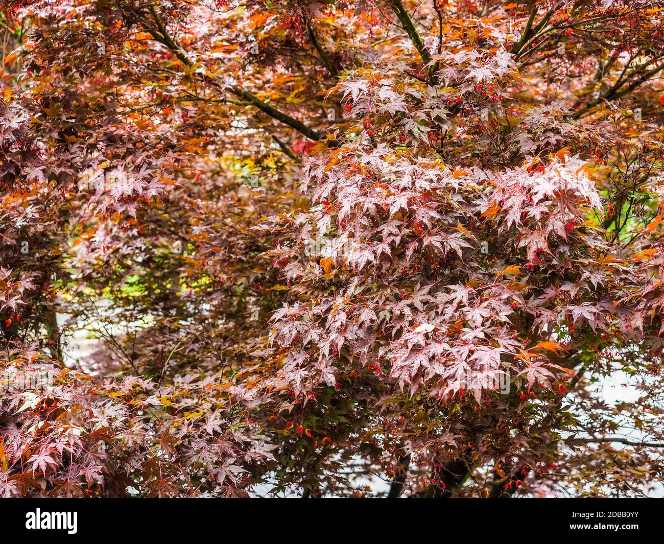 maple acer (Acer Rubrum) aka swamp maple, water maple or soft maple