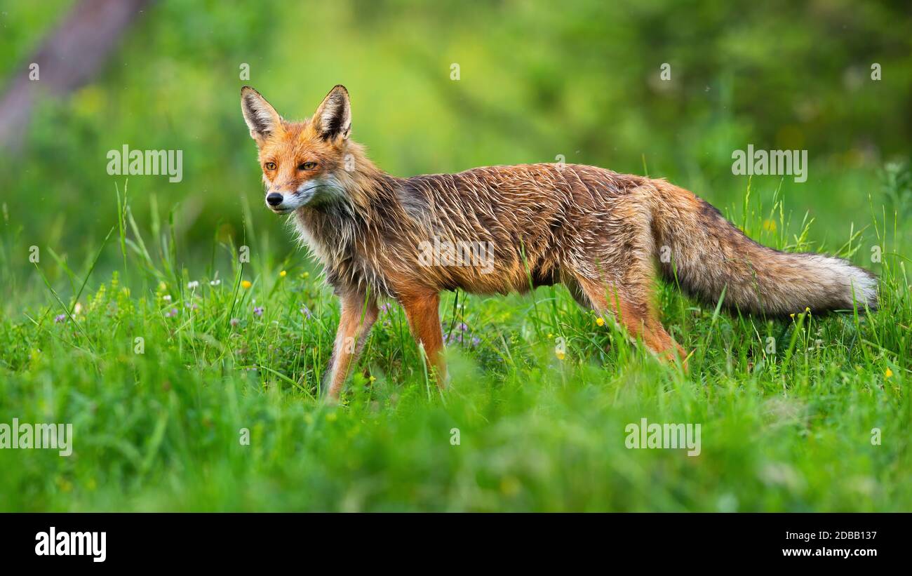 Attentive red fox, vulpes vulpes, observing the surroundings while hunting on the green meadow in the morning. Dangerous predator in the countryside. Stock Photo