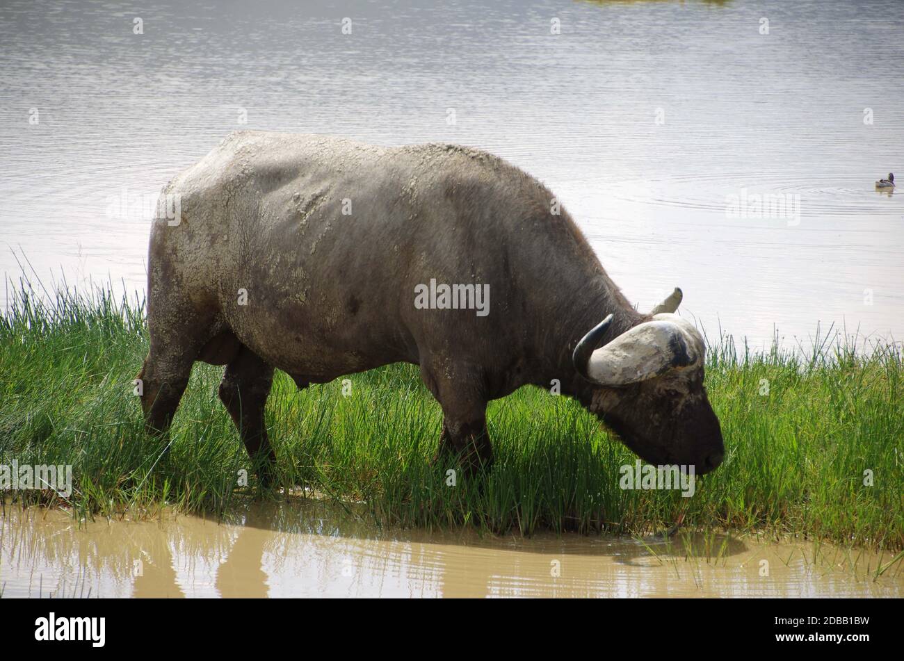 Buffalo in the Ngorongoro crater in Tanzania, East Africa Stock Photo