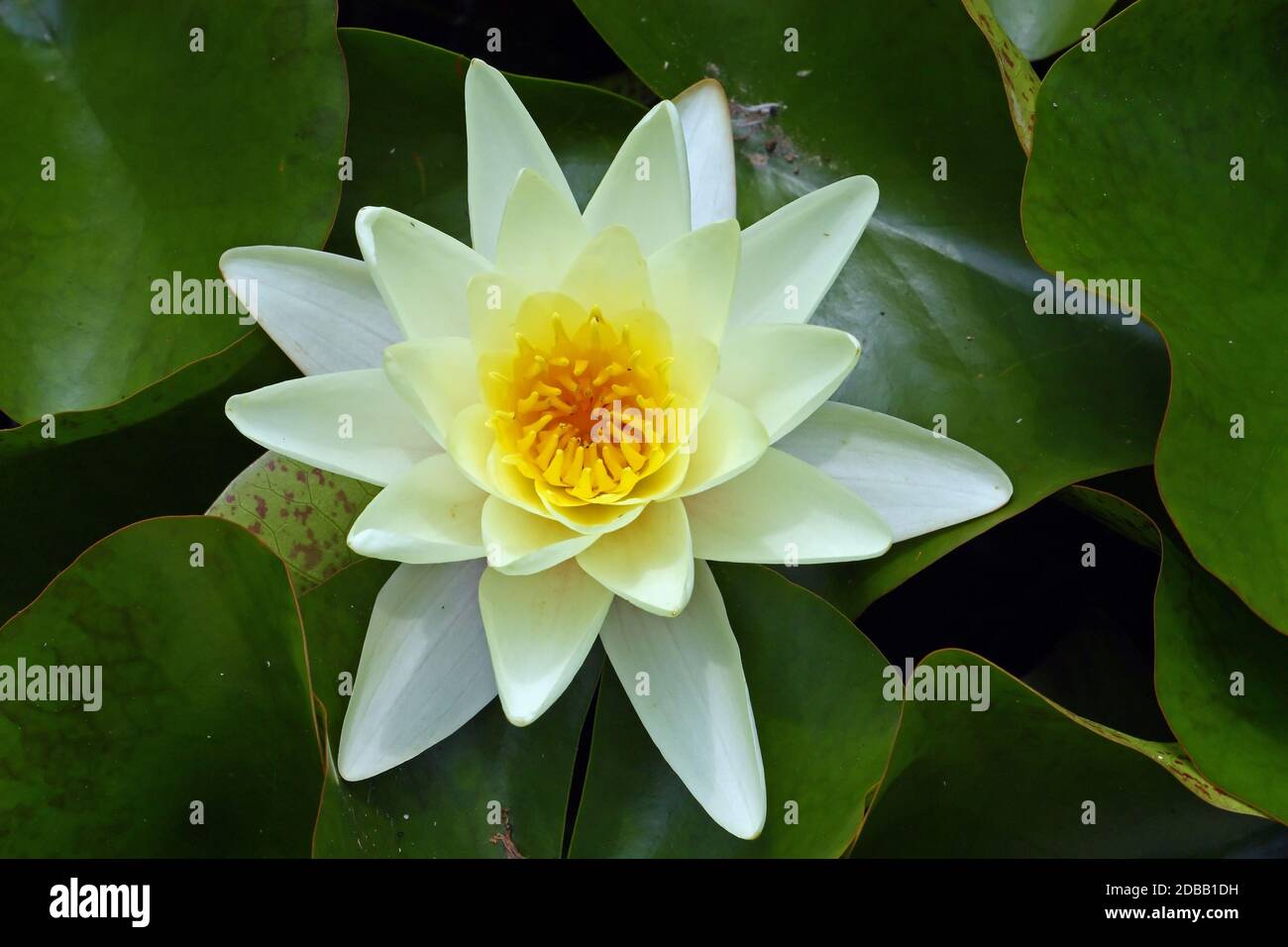 Flower of yellow water lily in a pond Stock Photo