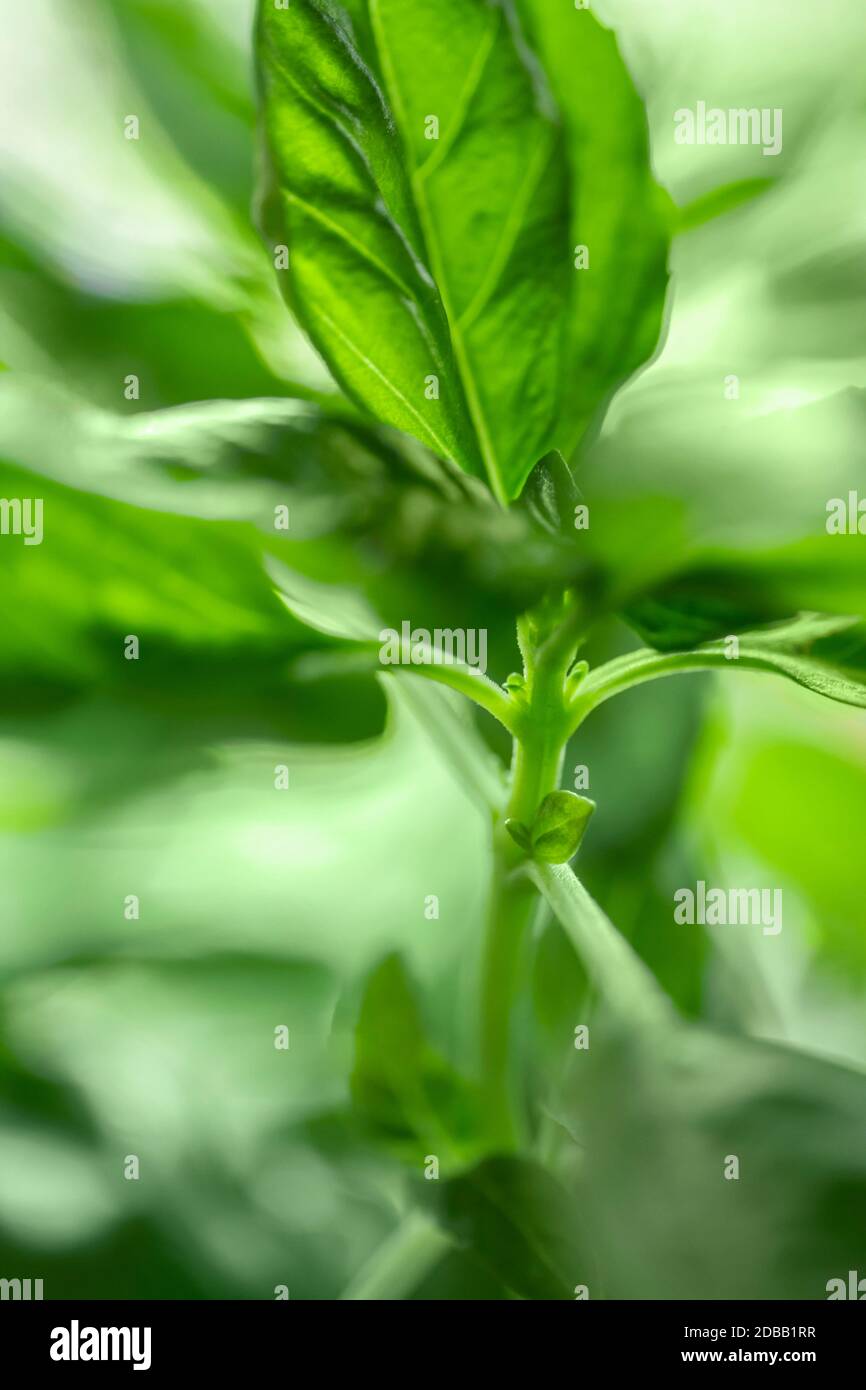 Close-up of fresh green basil Stock Photo