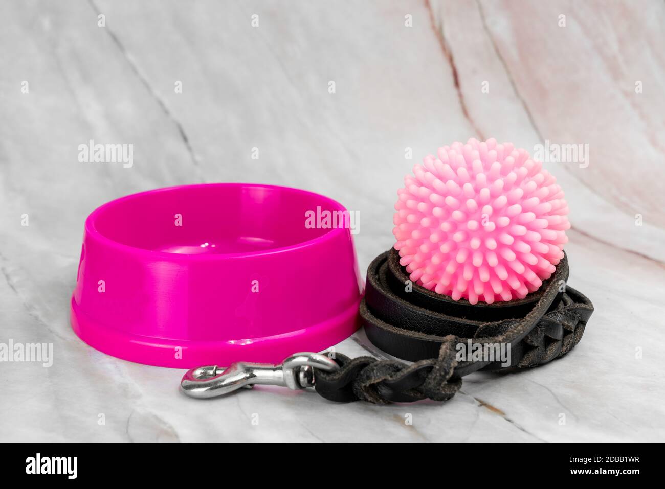 Collars and leashes hi-res stock photography and images - Alamy