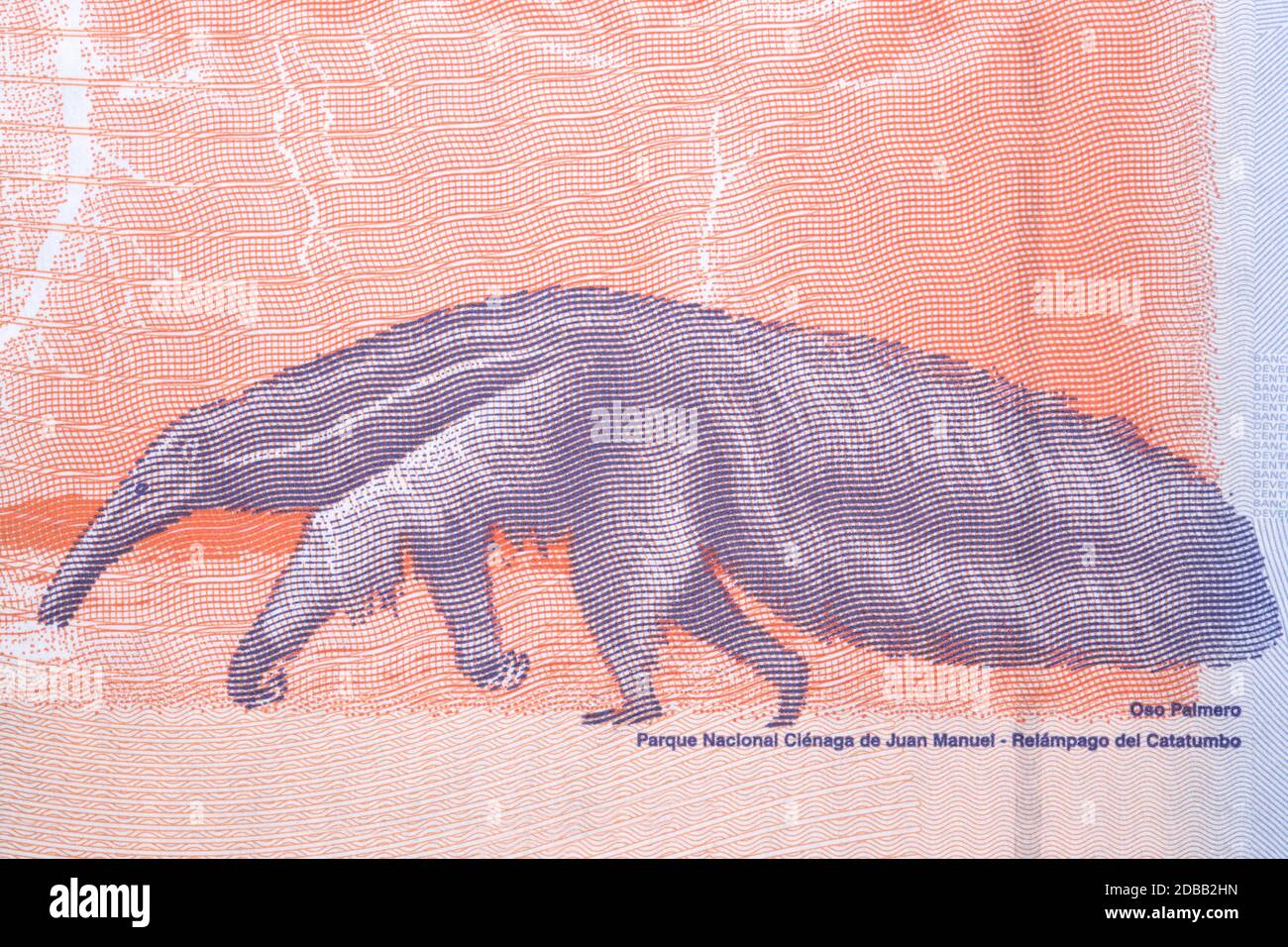 Giant anteater a portrait from Venezuelan money Stock Photo
