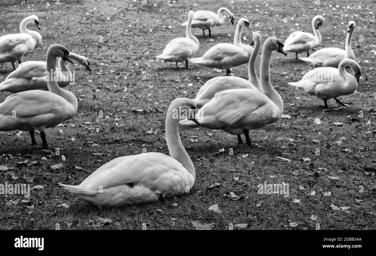 Swans in Bruges, detail of protected animals, tourism in Belgium Stock Photo
