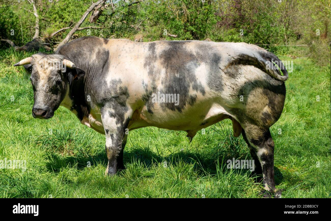 a bull grazing in the green meadow Stock Photo