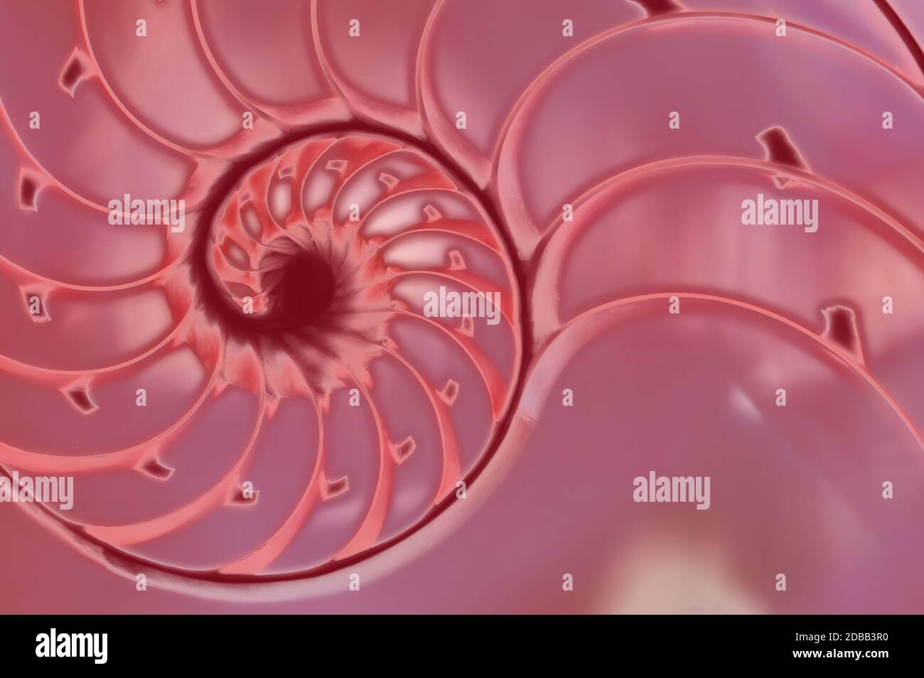 Nautilus shell cross section Stock Photo