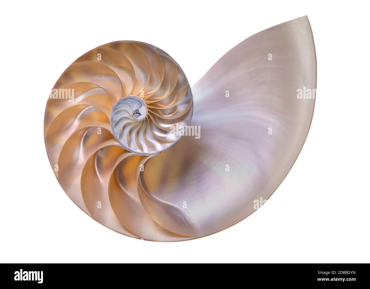 Golden Ratio Beauty High Resolution Stock Photography And Images Alamy Golden Ratio Beauty High Resolution Stock Photography And Images Alamy