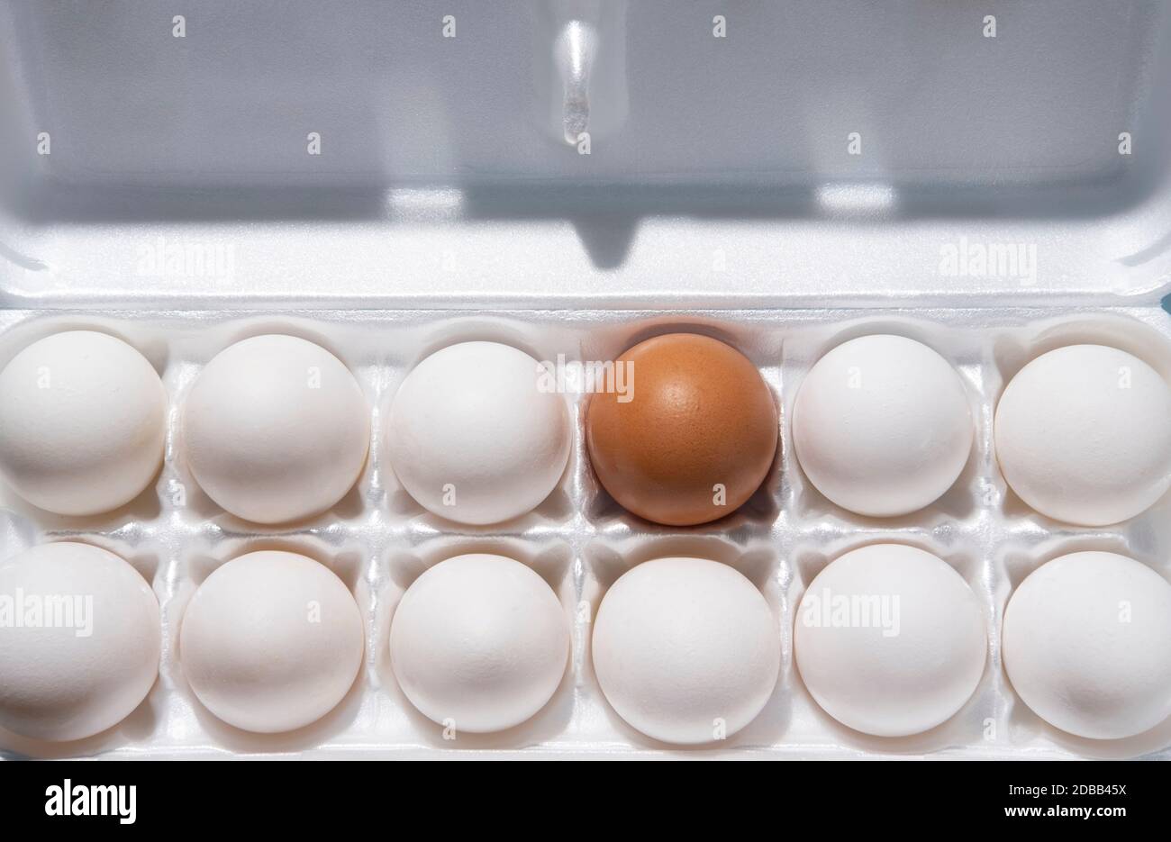Twelve eggs in carton Stock Photo