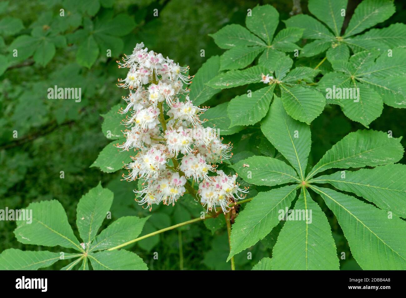horse chestnut Stock Photo