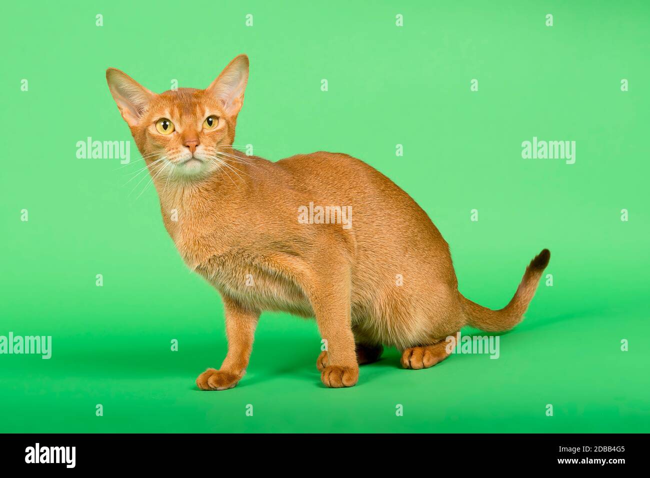 Abessinier Katze (Felis silvestris catus), Jungtier, wildfarben, 2 Jahre, sitzend, Studioaufnahme Stock Photo