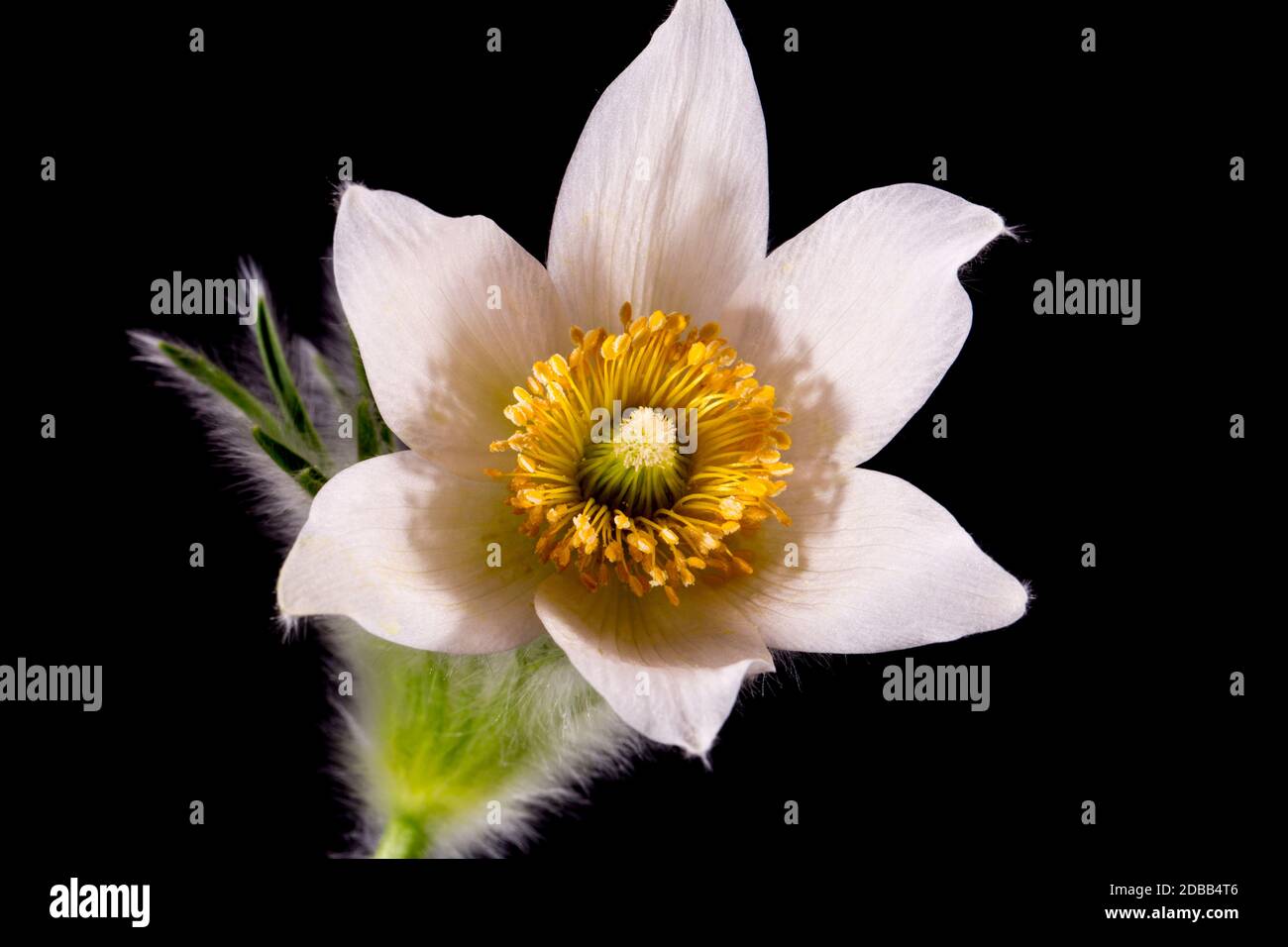 Flower of white Pulsatilla vulgaris alba ( pasqueflower) isolated on black background, close up Stock Photo