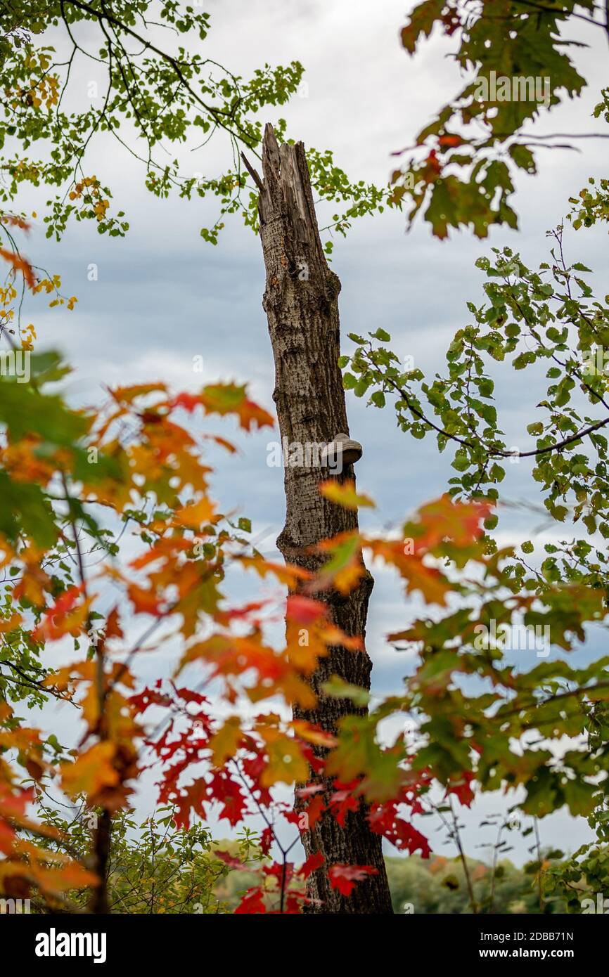 Baumstamm mit Pilz im Herbst Stock Photo