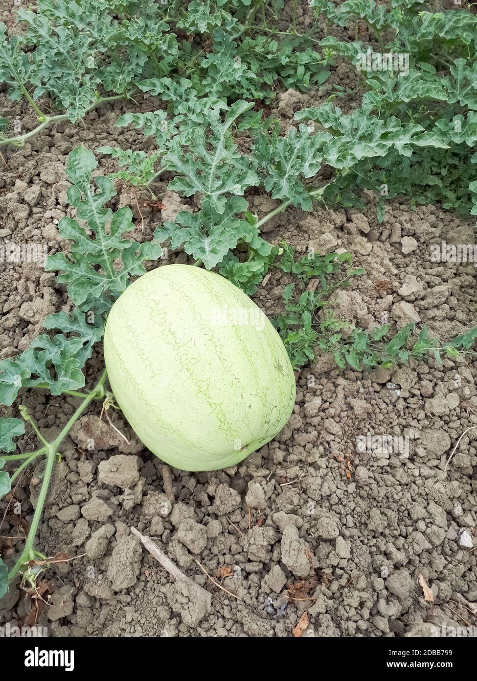 An unripe watermelon on the bed. White watermelon Stock Photo - Alamy