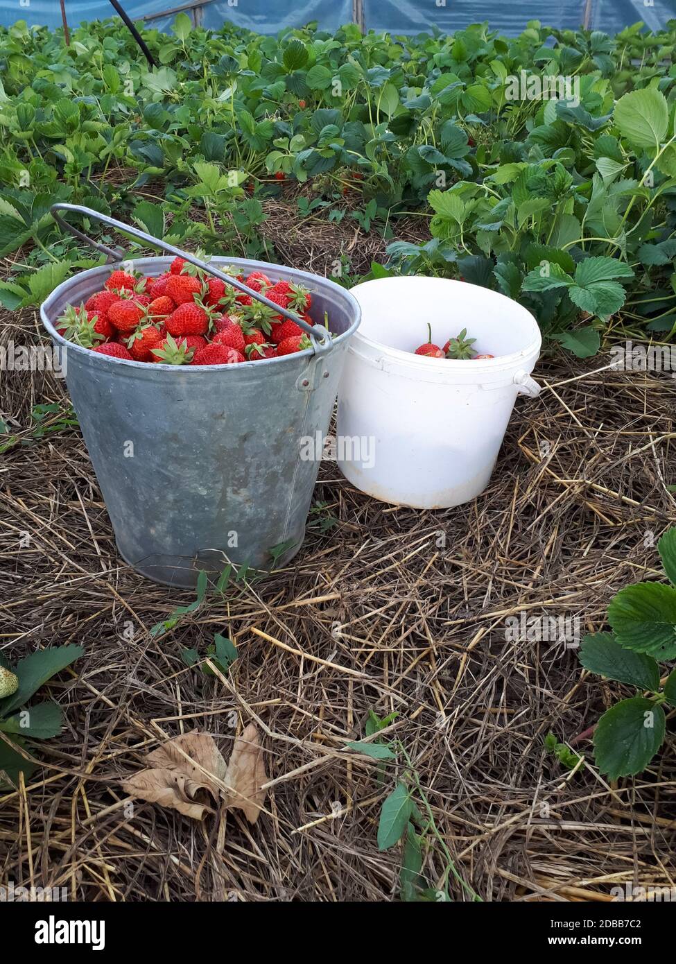 Strawberry berries in a bucket on a strawberry bed Stock Photo - Alamy