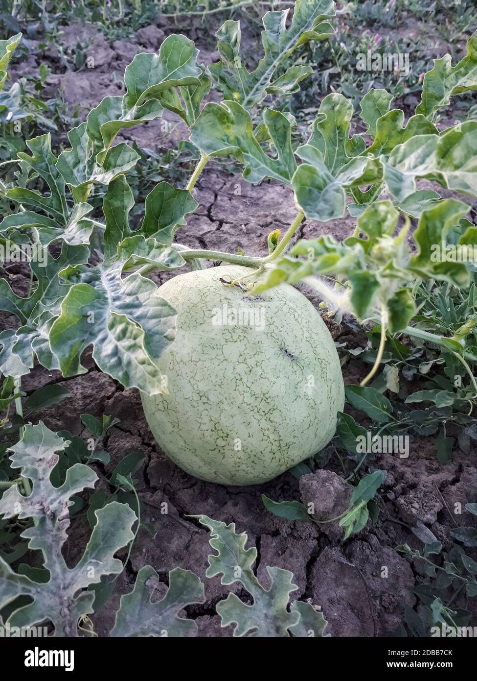 An unripe watermelon on the bed. White watermelon Stock Photo Alamy