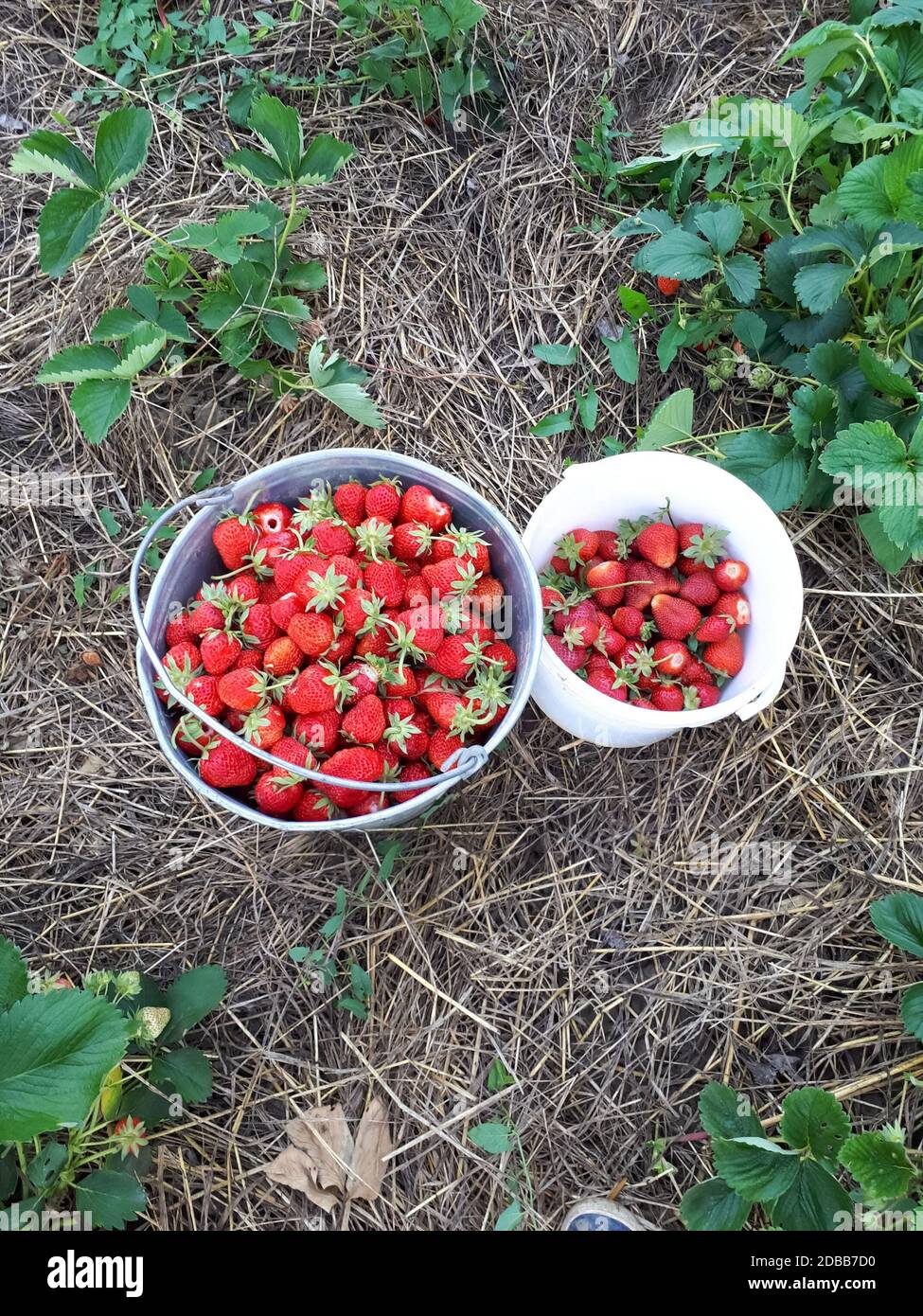 Strawberry berries in a bucket on a strawberry bed Stock Photo Alamy