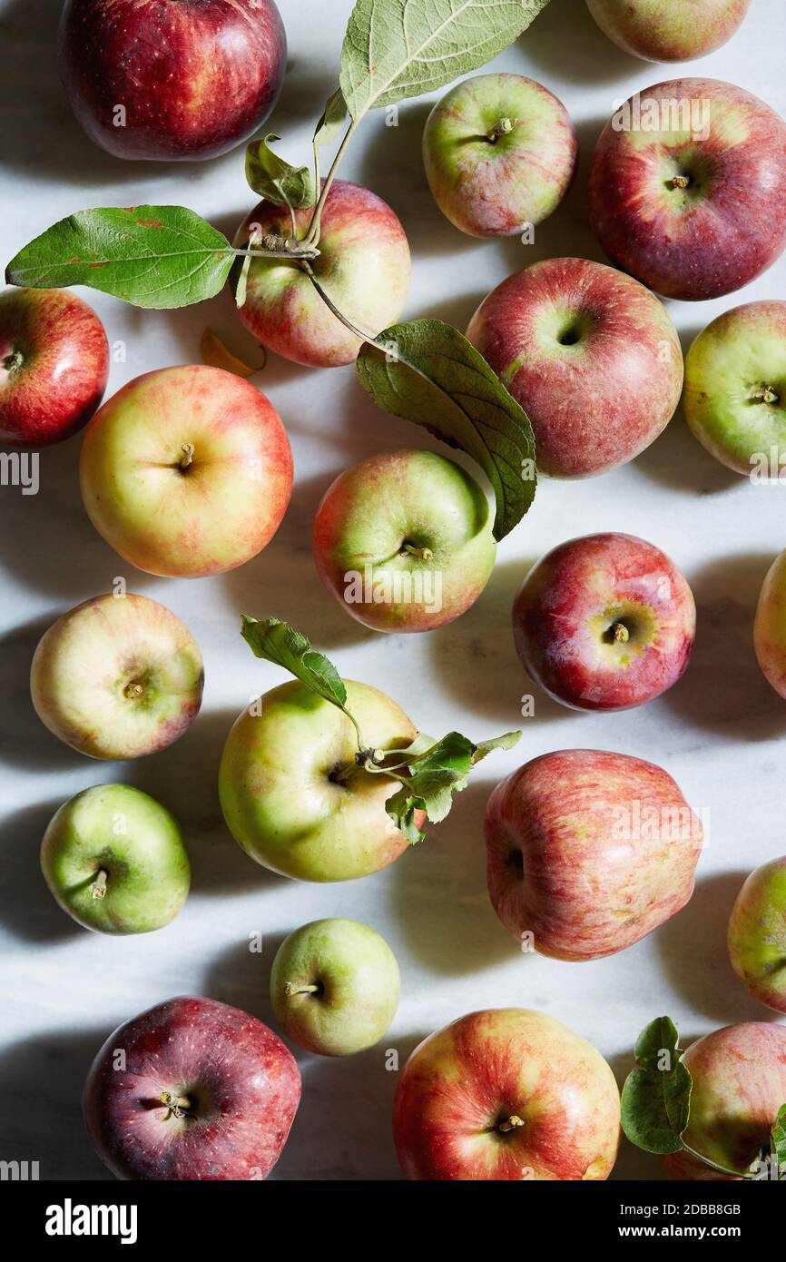 Freshly harvested apples Stock Photo