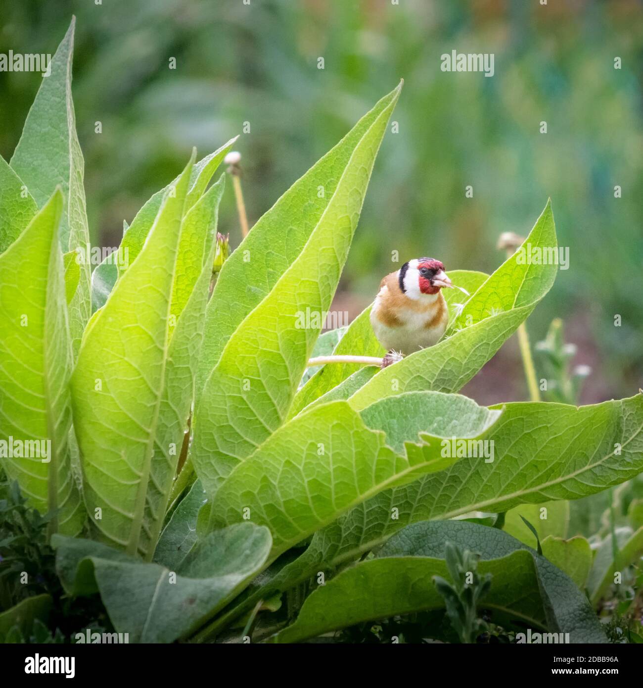 goldfinch eating dandelion semen on a mullein in the meadow Stock Photo