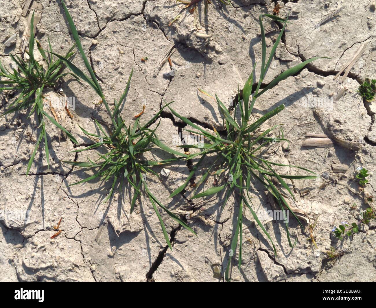 Dried out cornfield farmland with heat cracks and young wheat cornplants in the Soester BÃ¶rde, North Rhine-Westphalia, Germany, Stock Photo