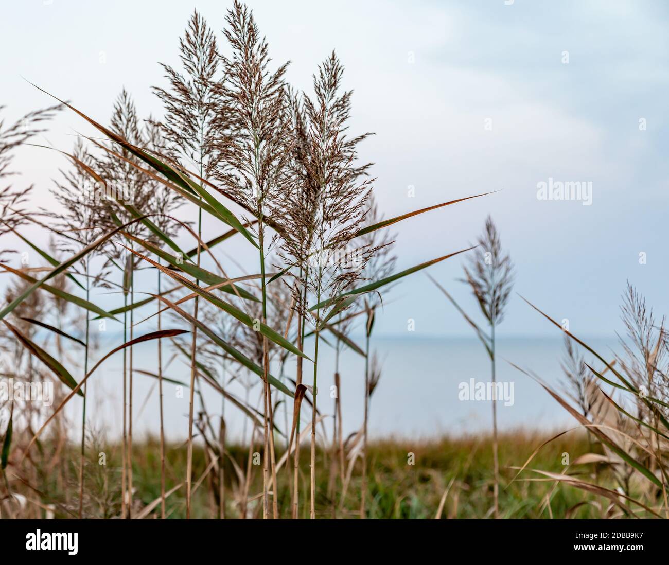 Closeup of wild grass with water in the background Stock Photo