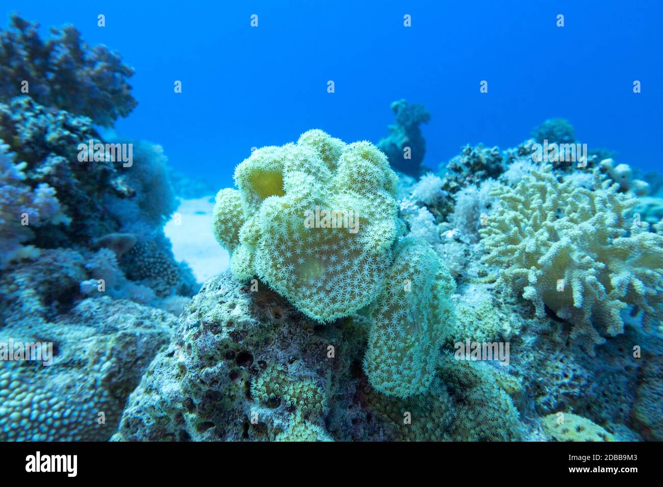 Colorful coral reef at the bottom of tropical sea, Sarcophyton coral known as leather coral;  underwater landscape Stock Photo