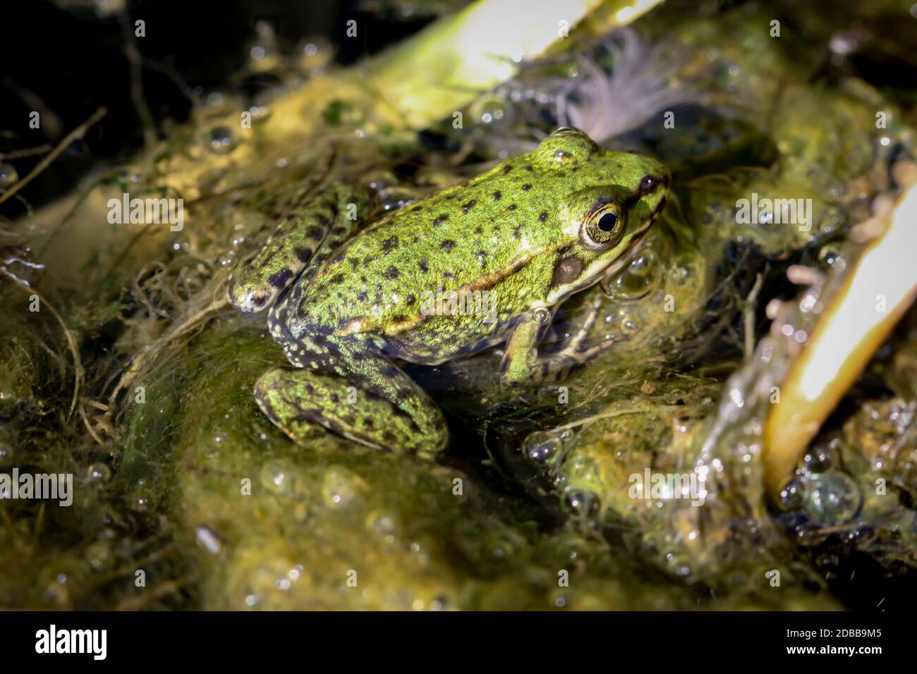 Close up of a frog in a pond. Stock Photo