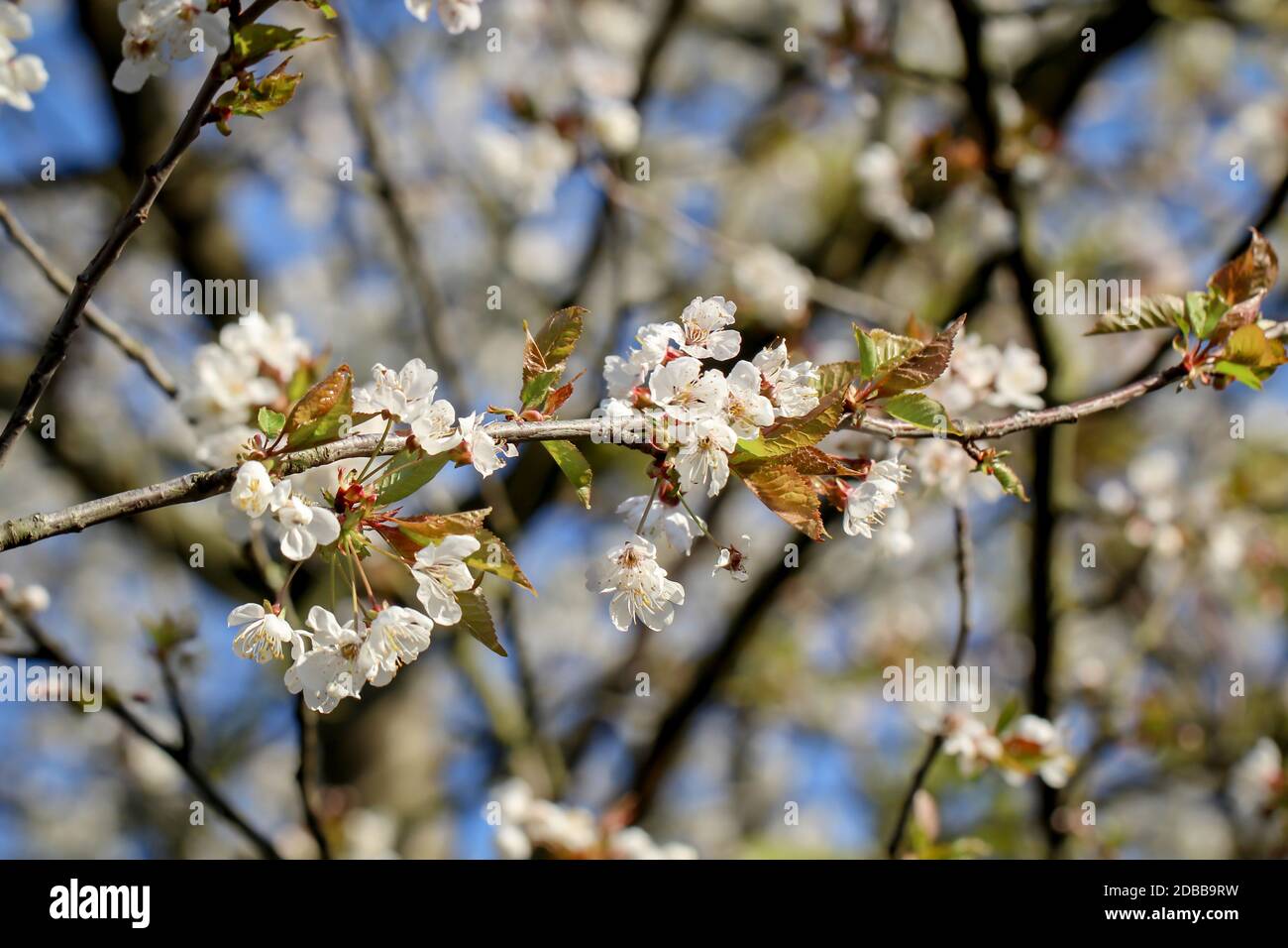 Cursed tree hi-res stock photography and images - Alamy