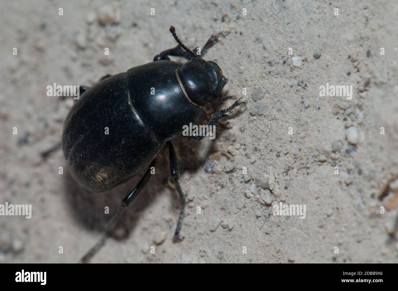 Beetle Hegeter costipennis on the ground. The Nublo Rural Park. Tejeda. Gran Canaria. Canary Islands. Spain. Stock Photo