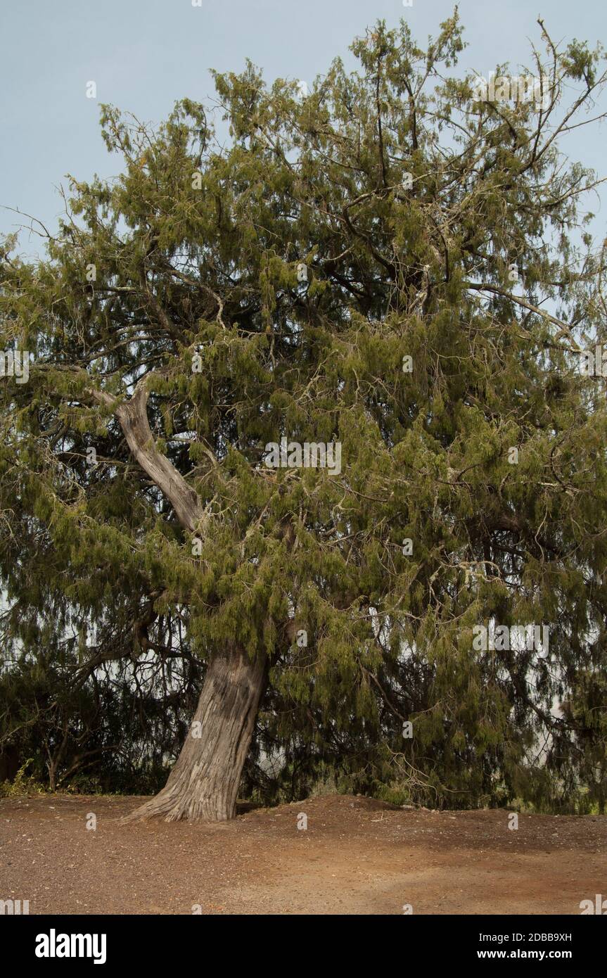 Canary Island juniper Juniperus cedrus in Osorio. Teror. Gran Canaria. Canary Islands. Spain. Stock Photo