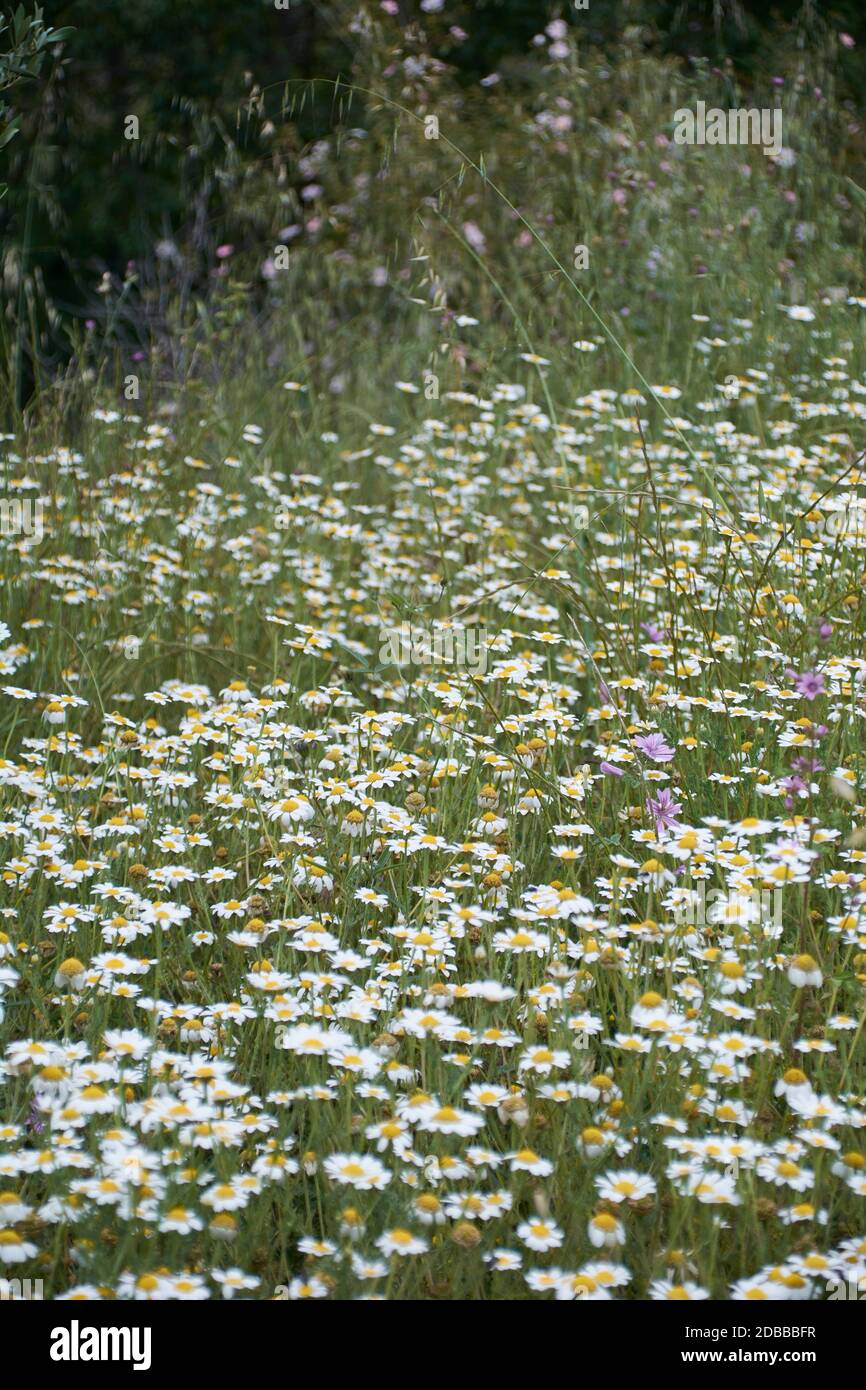 Chamomile Carpet High Resolution Stock Photography and Images - Alamy