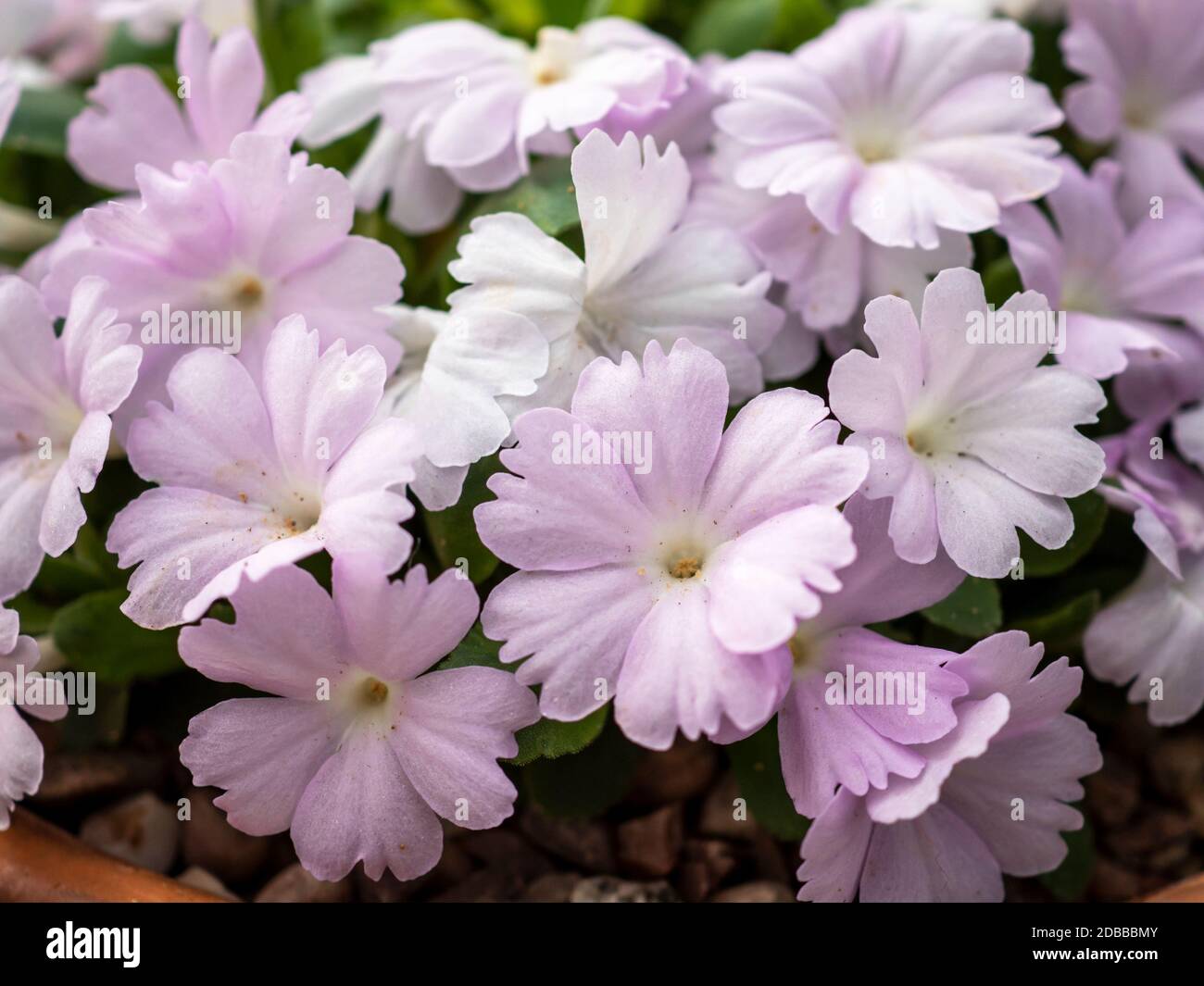 Closeup of the pretty delicate little pink flowers of Primula allionii Stock Photo