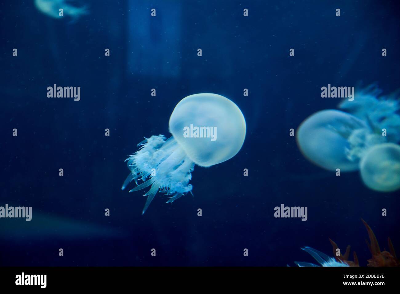 Fluorescent jellyfish on blue background, the ocean, tranquility and ...