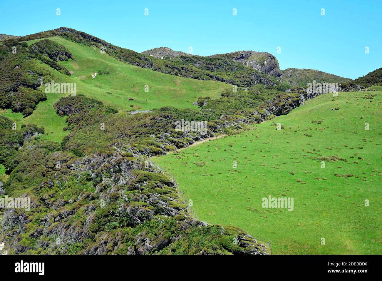 Beautiful New Zealand landscape with green hills and manuka trees (Leptospermum scoparium), crooked by the wind. South Island, near Cape Farewell. Stock Photo