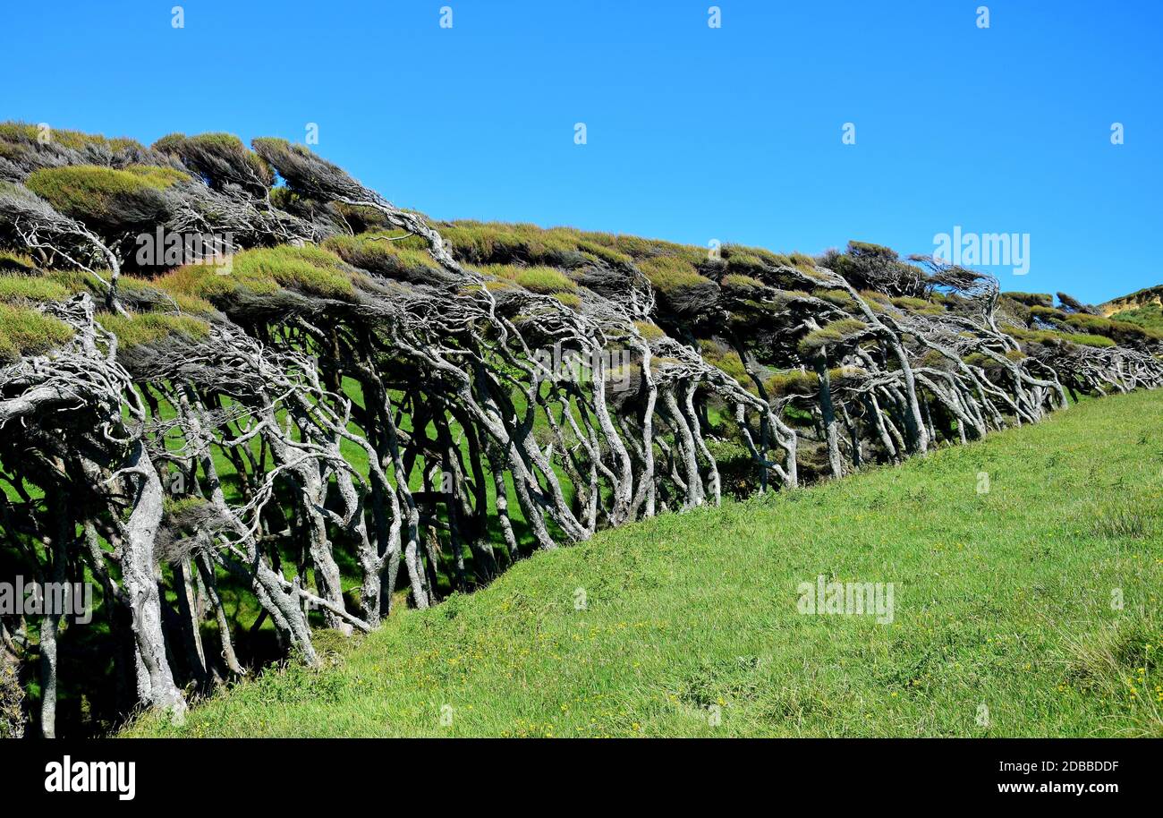 Manuka trees (Leptospermum scoparium) in New Zealand, by the wind. South Island, near Cape Farewell. Stock Photo