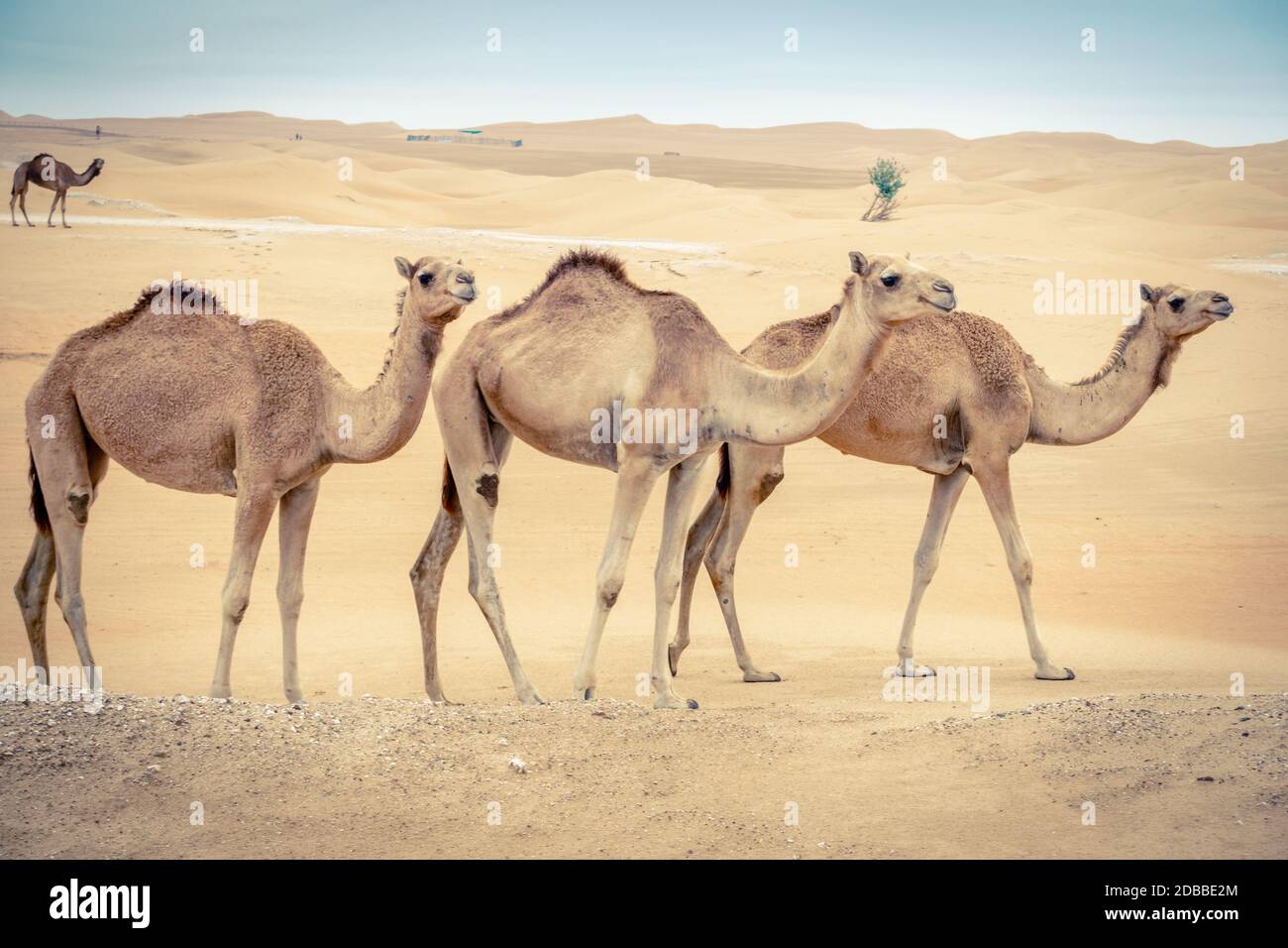 Uae desert animals group hi-res stock photography and images - Alamy