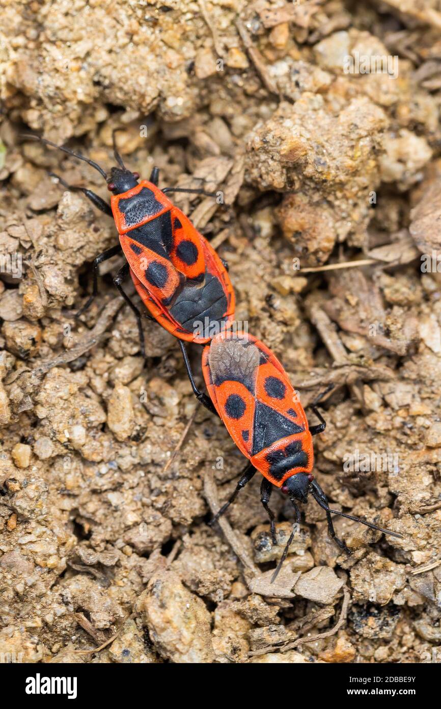 The firebug, Pyrrhocoris apterus, is a common insect of the family Pyrrhocoridae. Czech Republic, Europe wildlife Stock Photo