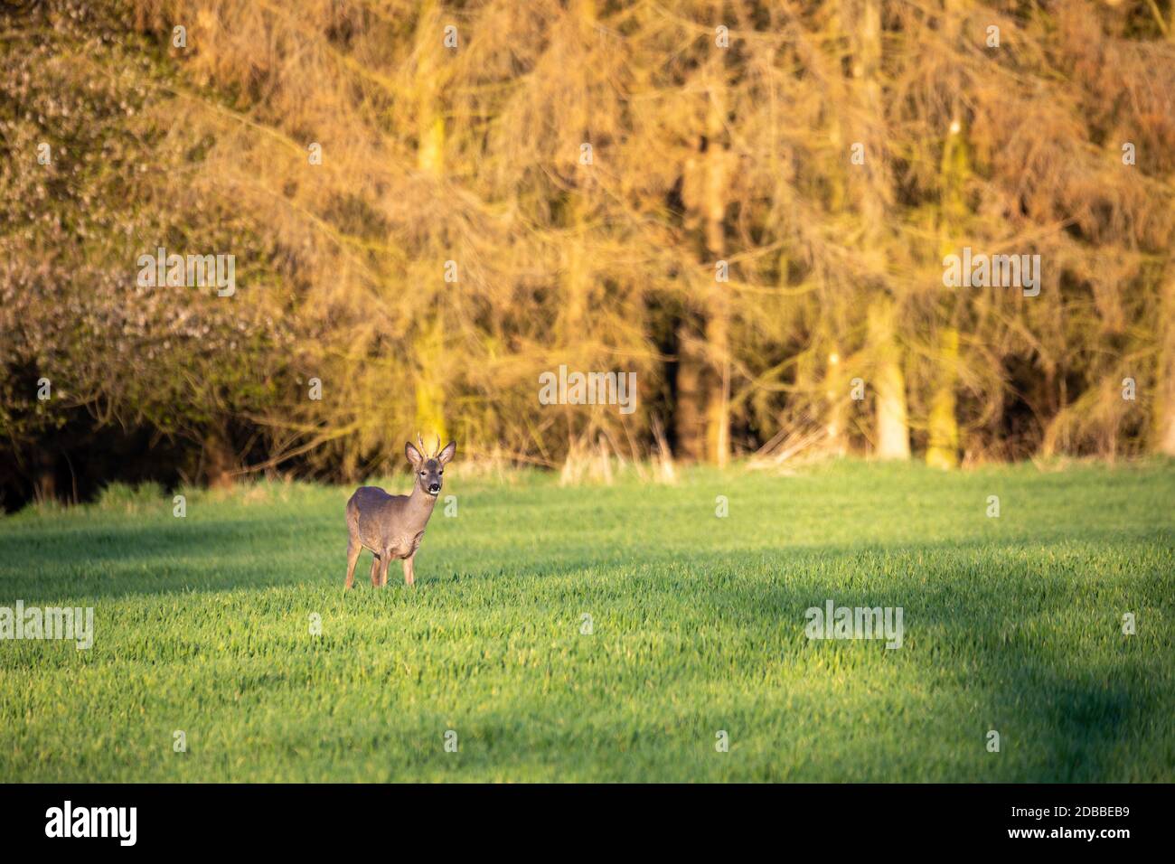 male of European roe deer (Capreolus capreolus), graze on a green meadow behind woodland attacked by bark beatle. Czech Republic Europe wildlife Stock Photo