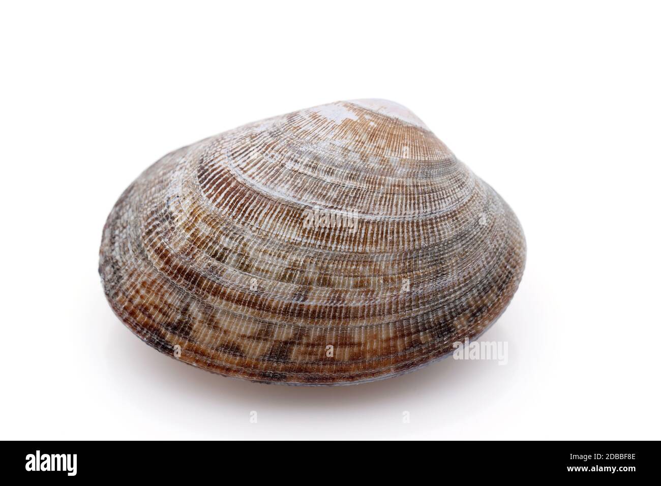 Close up of Japanese asari clams on white background Stock Photo