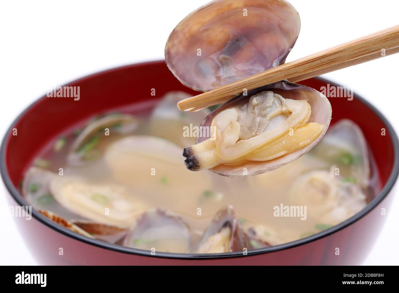 Japanese cuisine miso soup, asari clam held with chopstick isolated on
