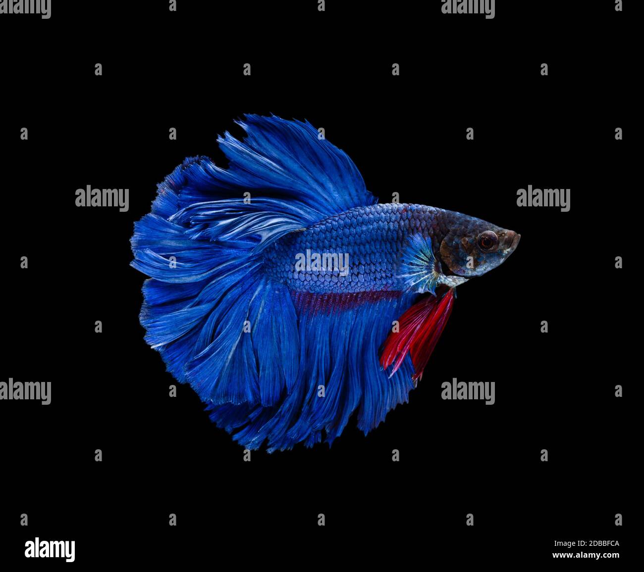 opercula high resolution stock photography and images alamy