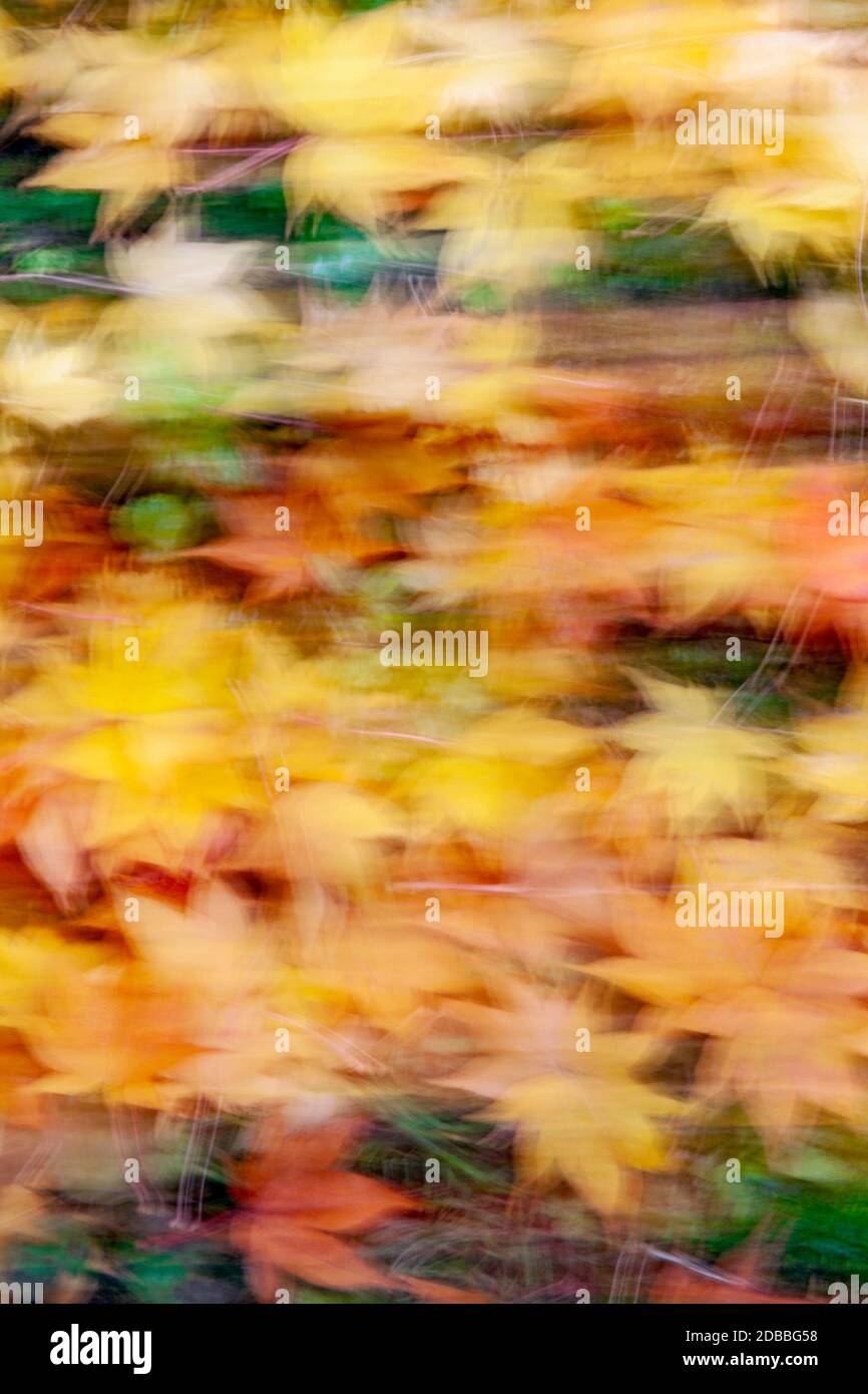 WA17925-00.....WASHINGTON - Fall colors abstract in Kubota Garden, Seattle. Stock Photo